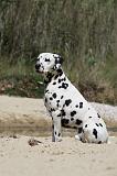 DALMATIEN 299